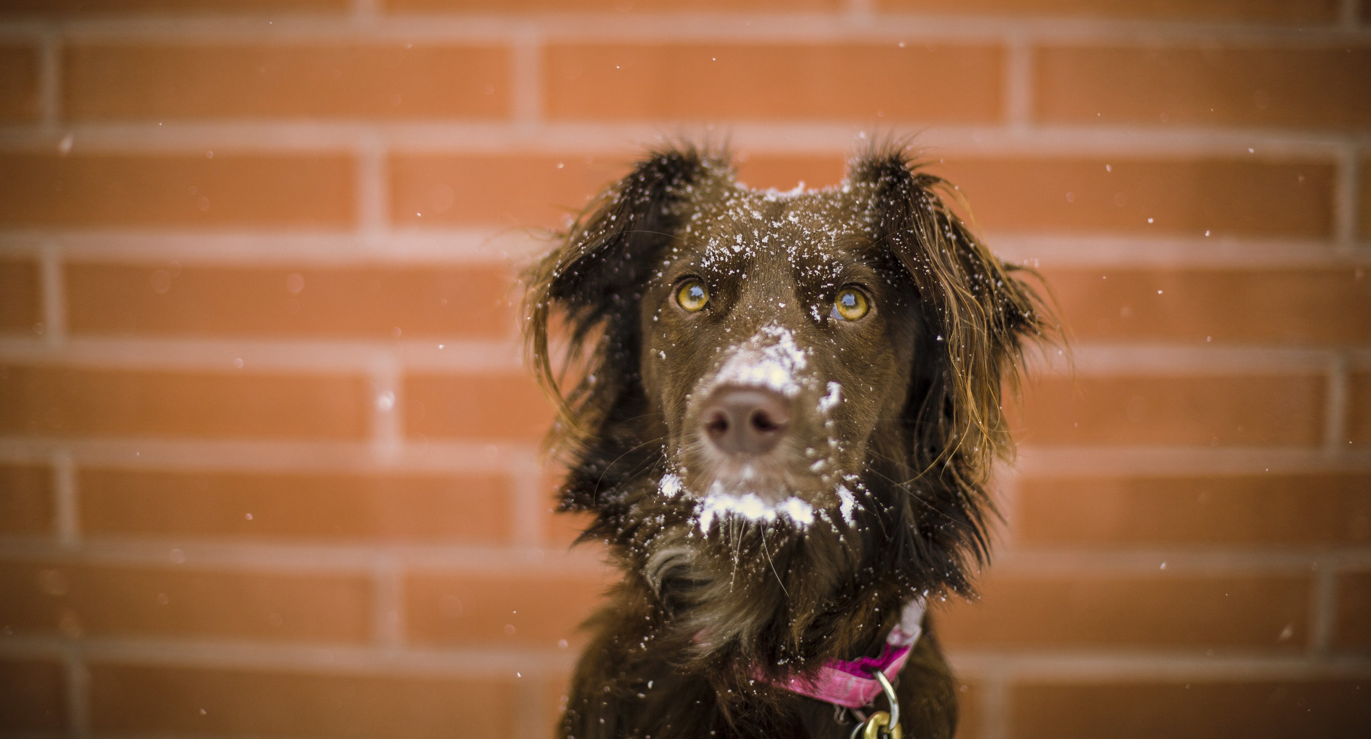 Waterloo Dog Walking and Pet Services. Reliable private and group dog walking waterloo
