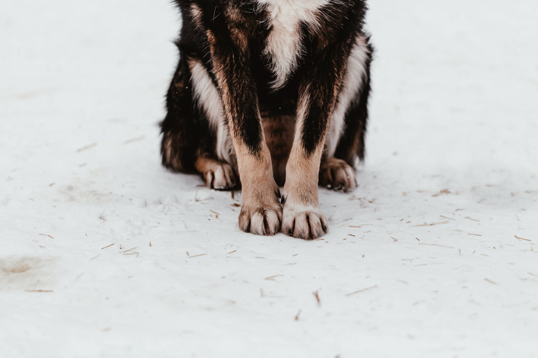 Canine Health: Your guide to making sure your dog has a pawsitive winter!