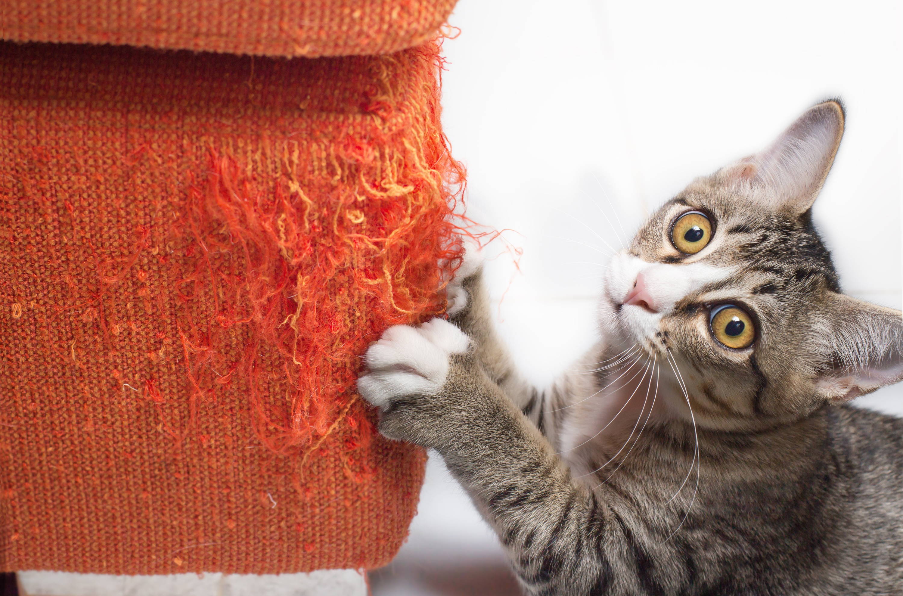 Is Your Cat Bored?