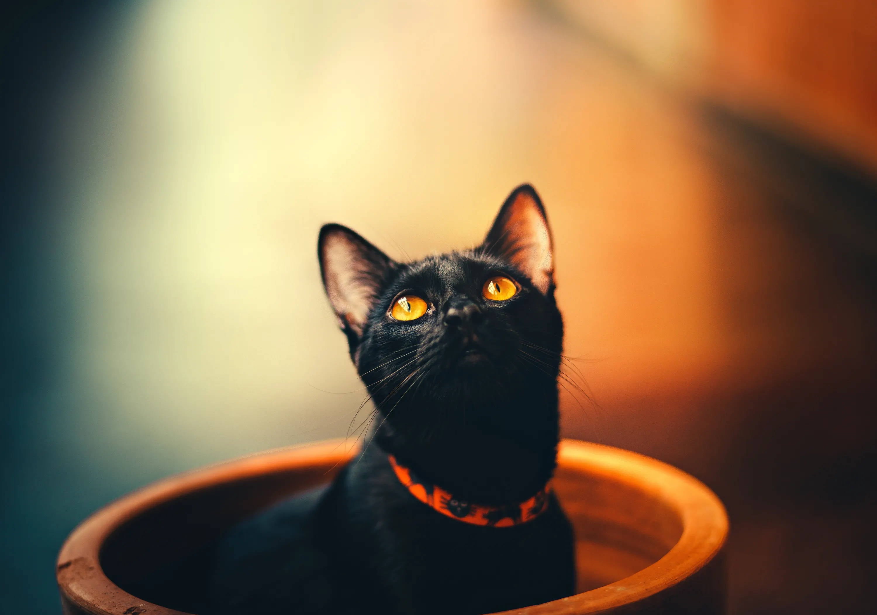 Black Cat Awareness Month: Black Cats Need Love Too!