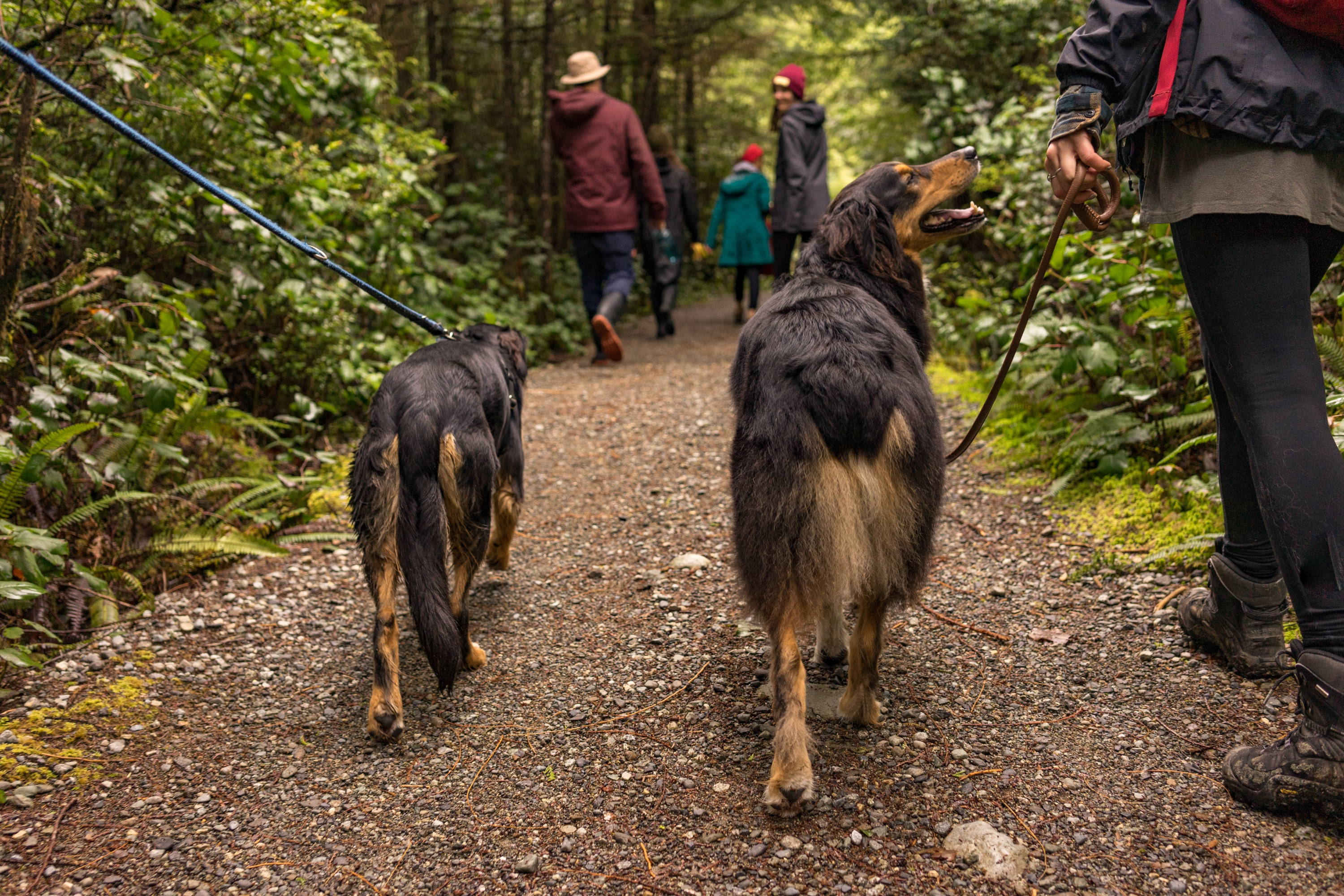 How to get your dog to not pull on a leash