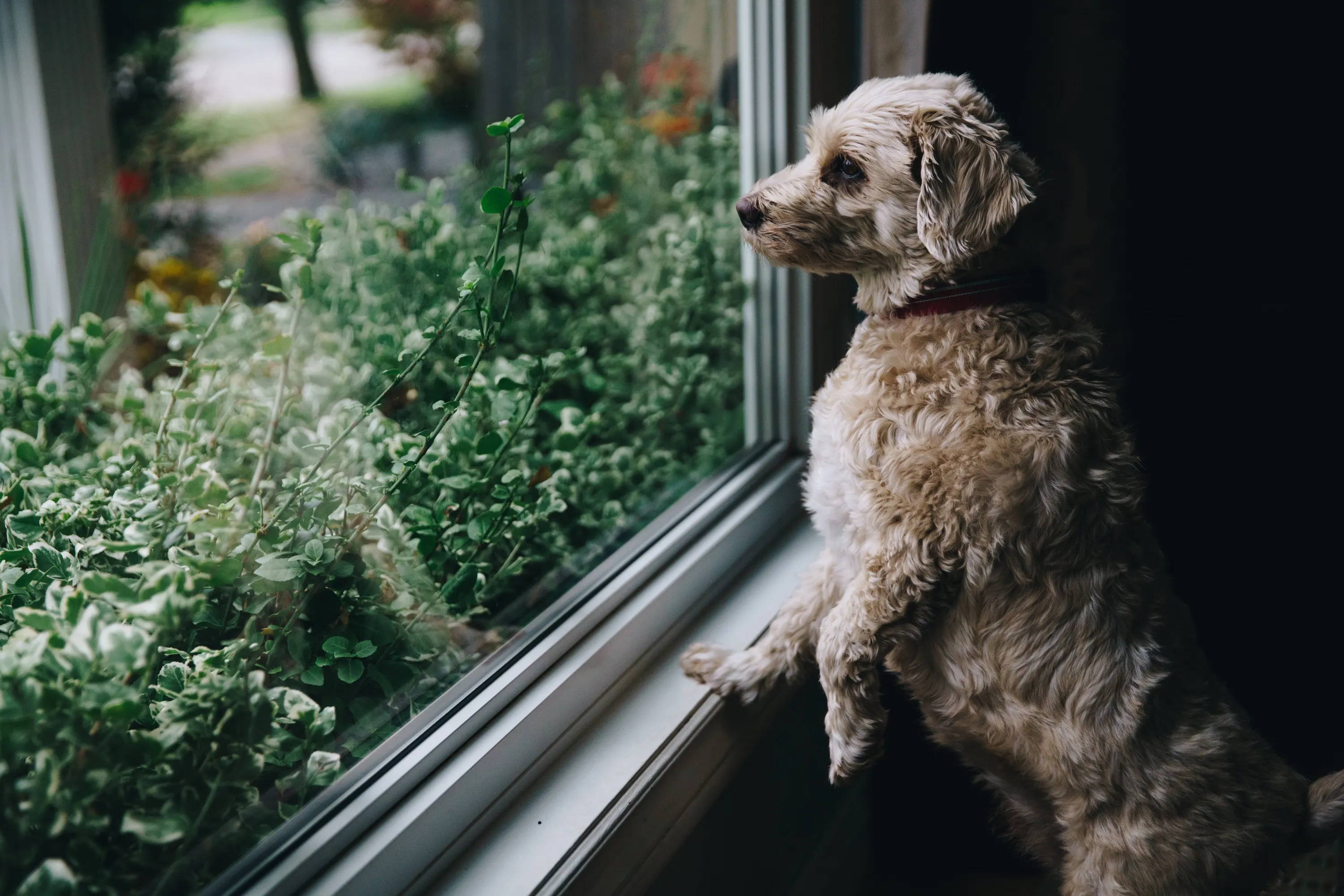 Is your dog getting enough exercise?