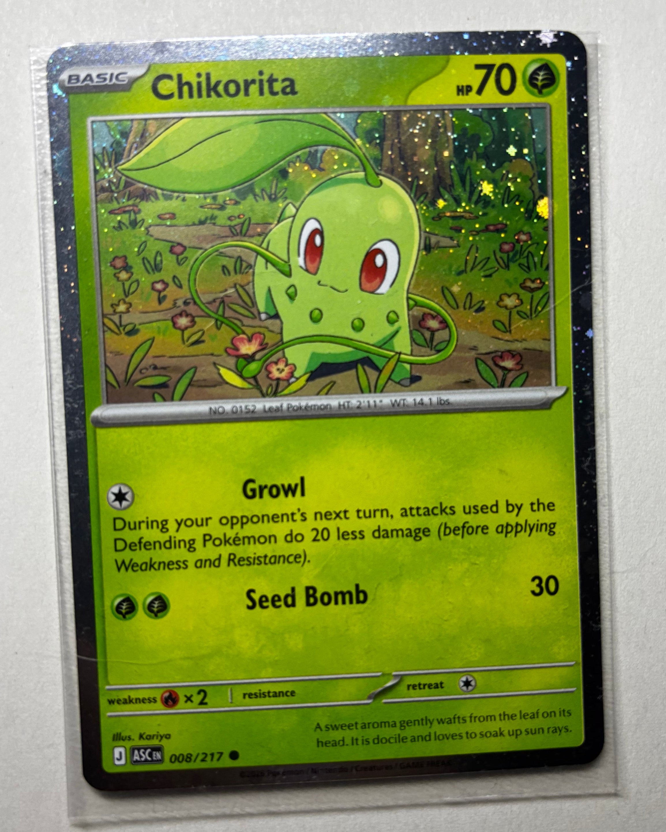 Chikorita reverse holo Pokemon card in a clear sleeve